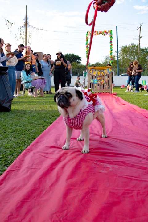 Foto do Pugnic 2026